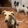 ARIEL - 6 mesi (nata indicativamente il 4 Febbraio 2025) - Simil Labrador  - Taglia: Grande - Carattere: Affettuosa, Socievole, Giocherellona Foto 2